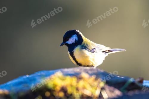 Preview: Great tit standing atop a moss-covered rock against a natural background