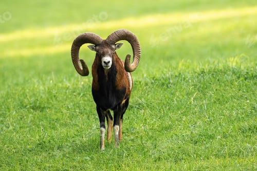 Preview: Male mouflon ram with long horns standing on a meadow with green grass in summer