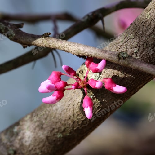 Preview: Close Up Photograph Of Springtime Flower Buds On A Redbud Tree With A Blue Sky In The Background