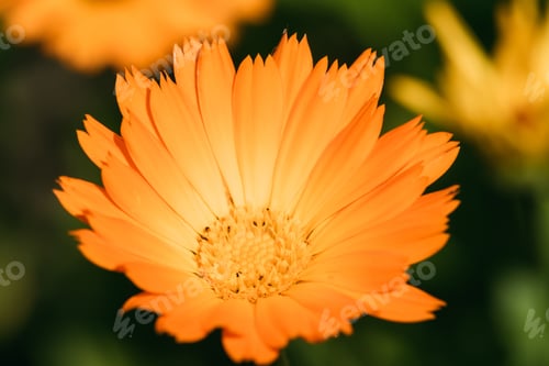 Preview: Orange Flower Of Calendula Officinalis. Medicinal Plant