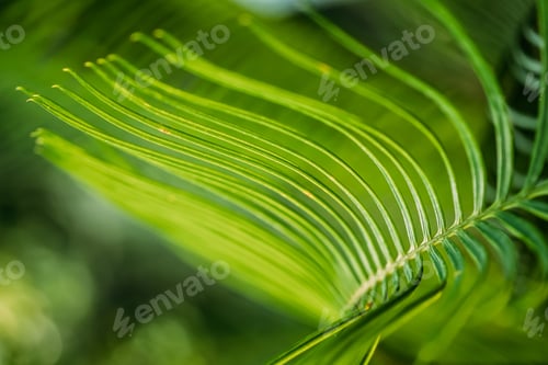 Preview: Green Leaves Of Cycas Revoluta In Botanical Garden