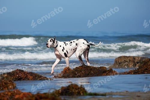 Preview: Great Dane Walking on Beach