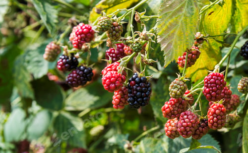 Preview: shrub with ripe and unripe blackberries