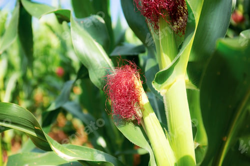 Preview: Pollen on corn tree