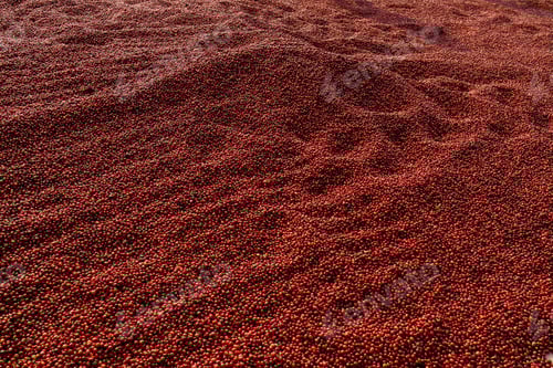 Visualização: Grãos de café secando ao sol. Plantações de café na fazenda de café