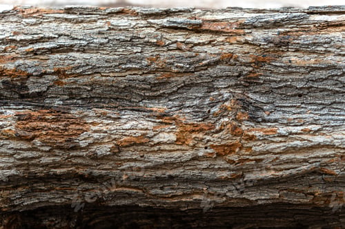 Preview: Wood texture of cut natural trees for fireplace