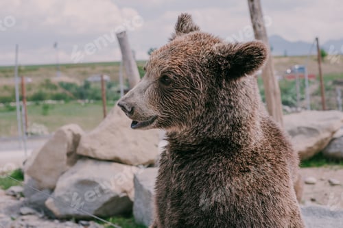Preview: Bear at a zoo.