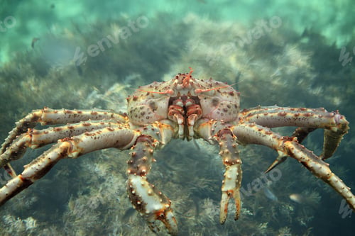 Preview: King crab close up