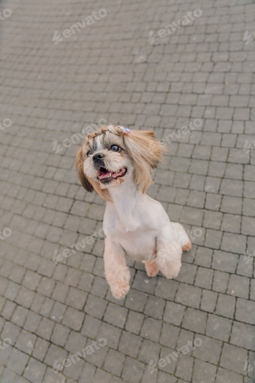 Preview: Cute funny shih tzu breed dog outdoors. Dog grooming. Funny dog at the city