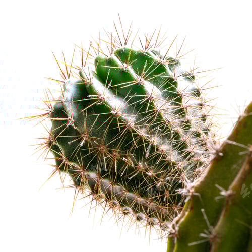 Preview: Closeup of Spiky Green Cactus with White Background
