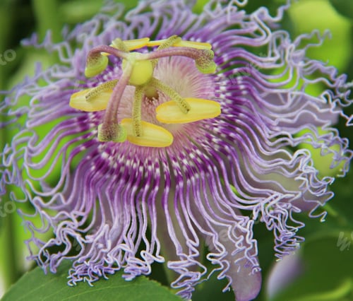 Preview: Passion fruits flower