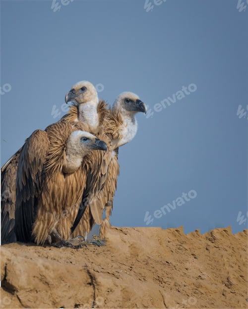 Preview: Griffon Vultures Perched Atop Sandy Ridge