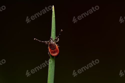 Preview: Closeup shot of a red mite on the green leaf on the black background