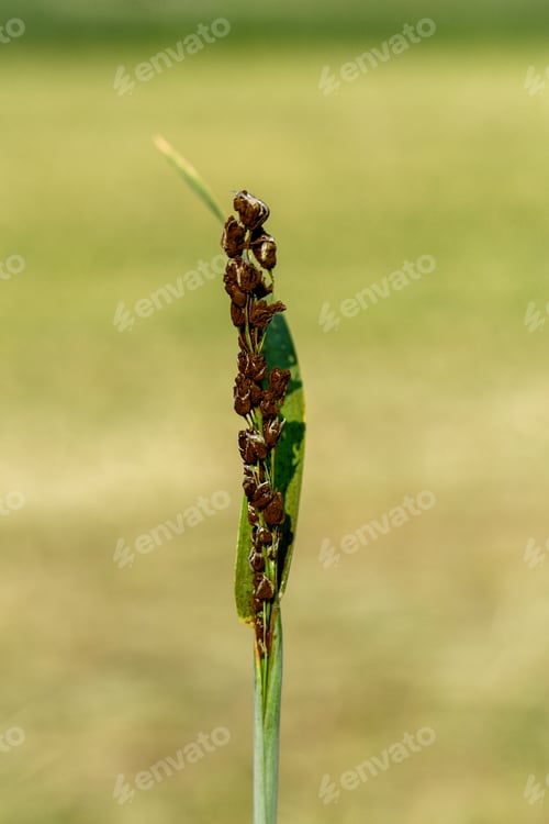 Preview: Loose Smut disease signs on oat close-up