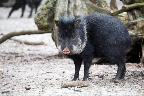 Preview: Peccary in a clearing