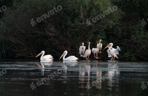 Preview: pelicans on the lake at sunset
