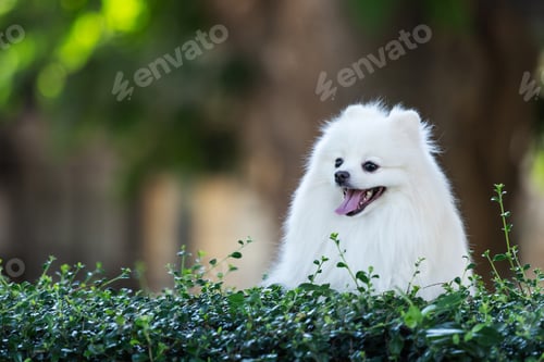 Preview: A cheerful white Pomeranian dog stands behind a green hedge, panting with joy.