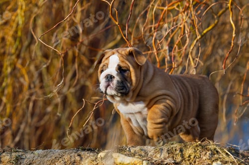 Preview: Portrait of puppy english bulldog