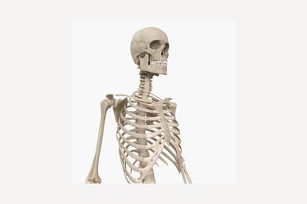 Preview: Anterior view of human skeleton with extended arms