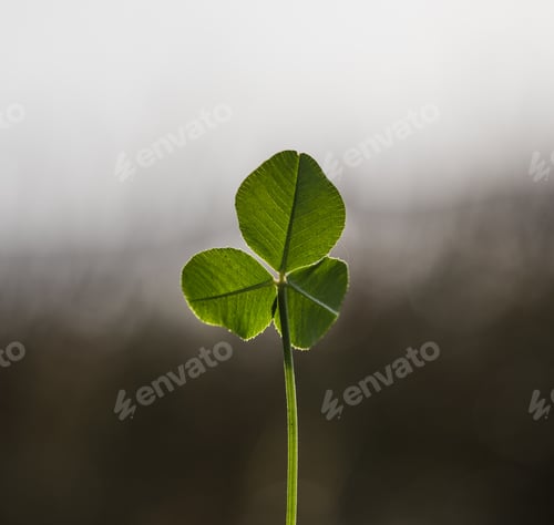 Preview: Three-leaf clover over nature background. Green shamrock.