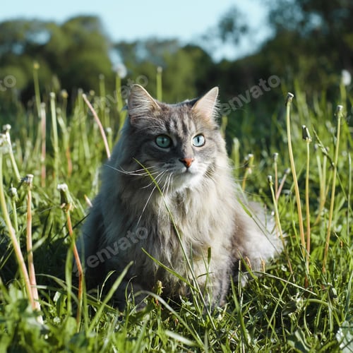 Preview: Portrait of a gray green-eyed cat outdoors. Fluffy Siberian cat sitting in green grass and looking