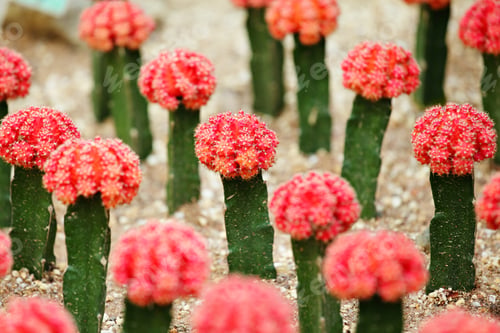 Preview: Cactus