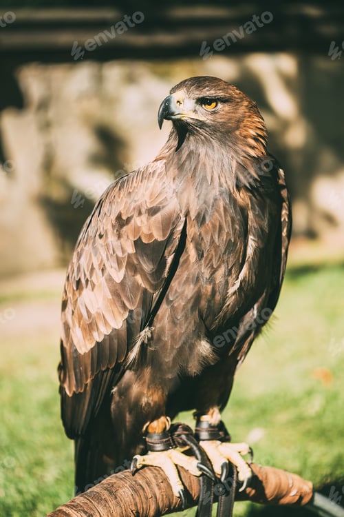 Preview: Sitting Golden Eagle Haliaeetus albicilla. Wild bird
