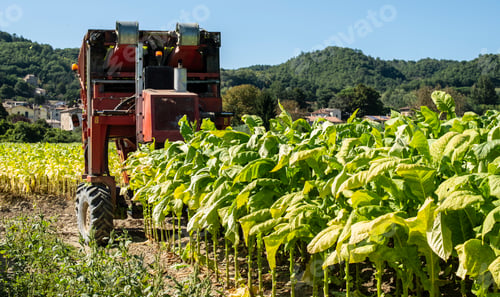 Preview: Harvesting tobacco leaves with harvester tractor