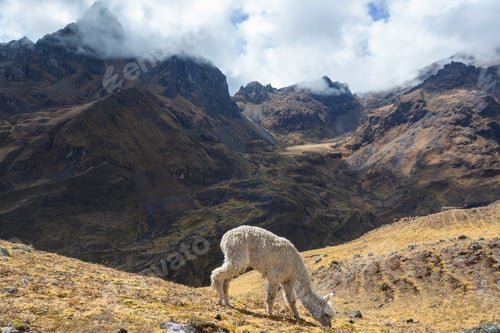 Preview: Alpaca