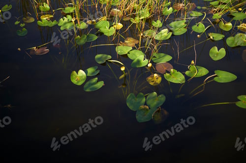 Preview: Green lily pads floating on a calm, dark pond surface under natural light, Everglades, Florida, USA