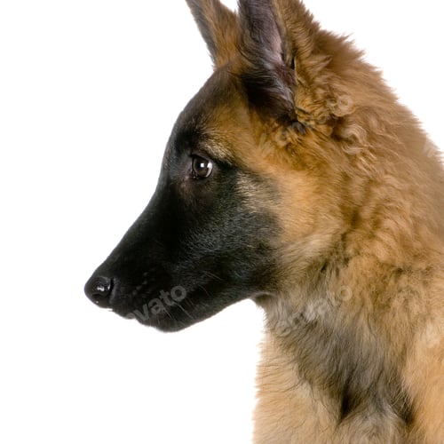 Preview: Puppy Belgian Tervuren