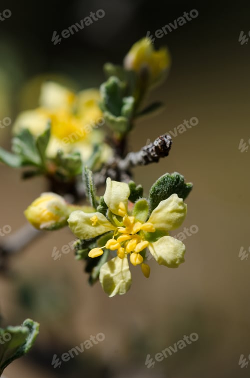 Preview: Purshia Tridentata Flower