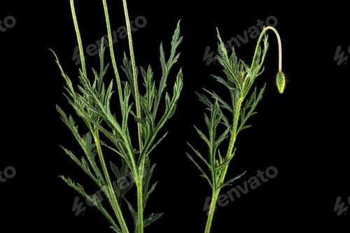 Preview: Green leaf and stem of poppy, lat. Papaver, isolated on black background