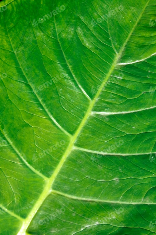 Preview: Green leaf