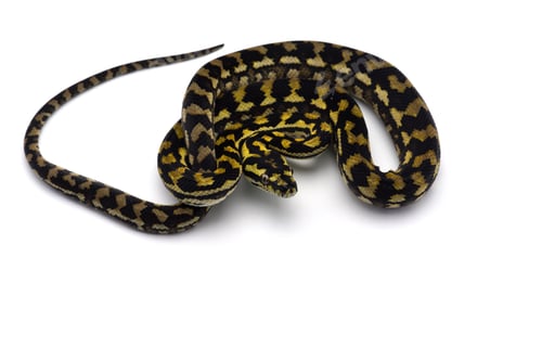 Preview: The carpet tree python isolated on white background