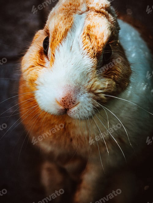 Preview: High angle vertical shot of a cute bunny with orange and white fur