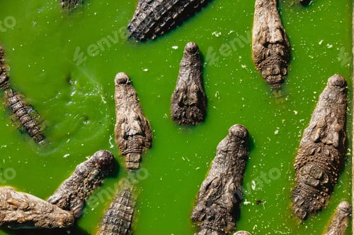 Preview: Fascinating Crocodiles Resting in Green Water With Plenty of Open Space for Their Surroundings