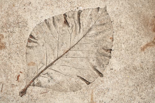 Preview: Leaf print on the cement floor