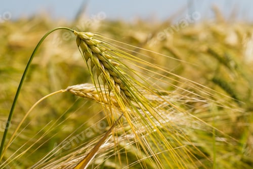Preview: Ripening rye ears of corn on an agricultural field.