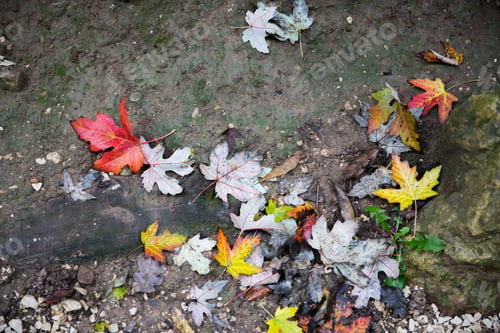 Preview: Colorful autumn leaves laying on ground. View from above