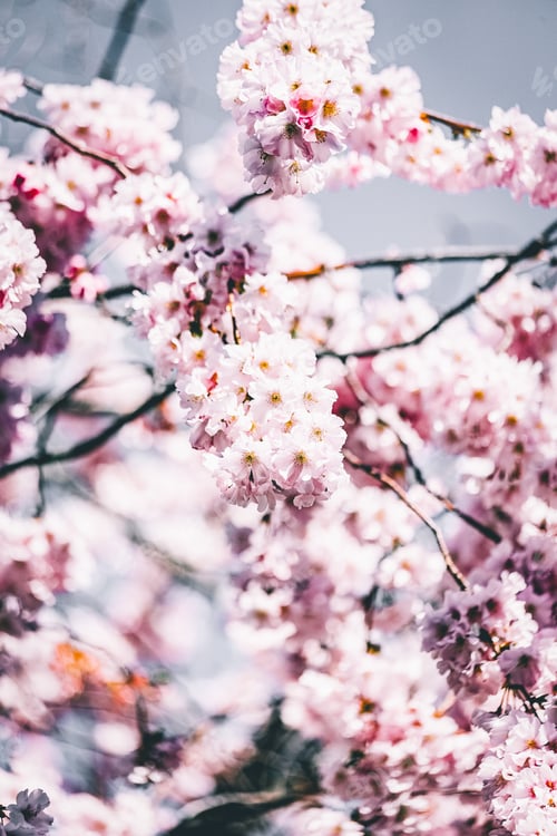 Preview: Low angle view of cherry blossoms against sky