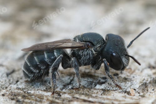 Preview: Close up of a femal blue mason bee, Osmia caerulescens