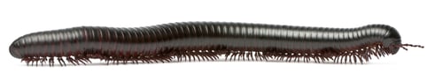 Preview: Millipede, Myriapoda, Spirostreptus giganteus, in front of white background