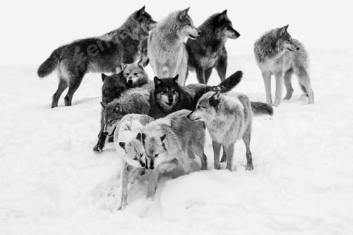 Preview: wolf, pack, togetherness, group, wilderness