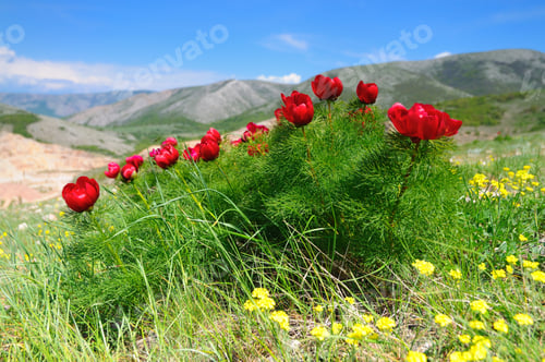 Preview: Meadow with green grass and red poppy flowers