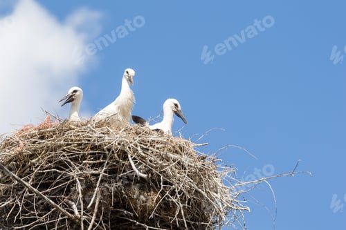 Preview: Young storks in the nest (nominated on July 14)