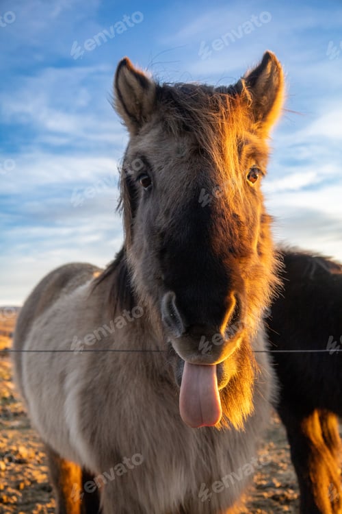 Preview: Brown Icelandic horse standing in a lush green field, its head held high and its tongue hanging out