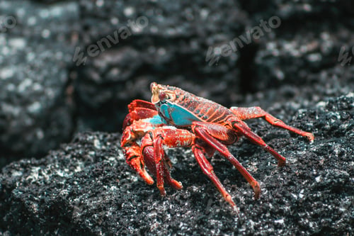 Preview: Red crab in a black stone