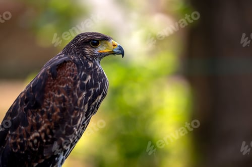 Preview: Hawk portrait closeup isolated on defocused natural background with copy space.