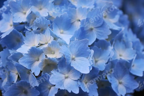 Preview: Close-Up of a Blue Hydrangea Flower Bloom